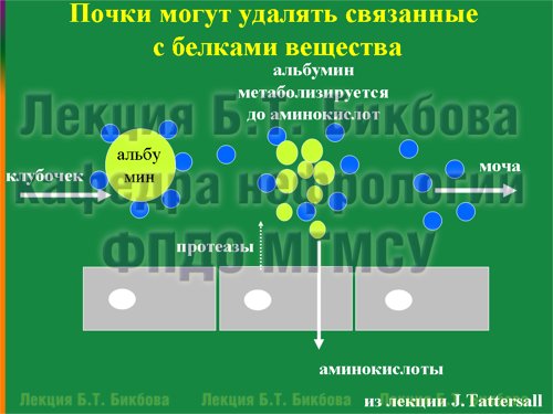 Почки могут удалять связанные с белками вещества