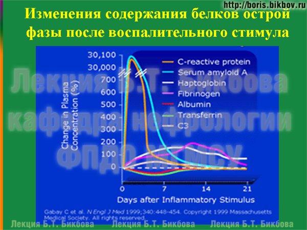 Изменения содержания белков острой фазы после воспалительного стимула