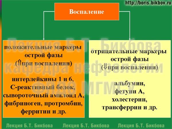 положительные  и отрицательные маркеры острой фазы воспаления