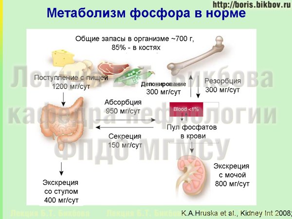 Схема метаболизма фосфатов в организме