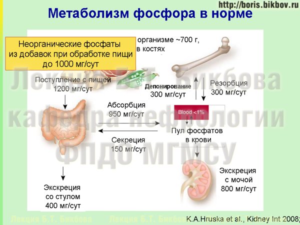 Вклад неорганических фосфатов в поступление фосфатов при хронической болезни почек