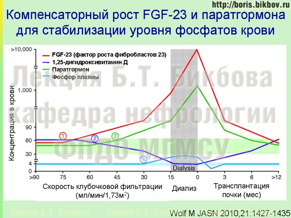 Компенсаторный рост фактора роста фибробластов 23 и паратгормона для стабилизации уровня фосфатов крови при хронической болезни почек